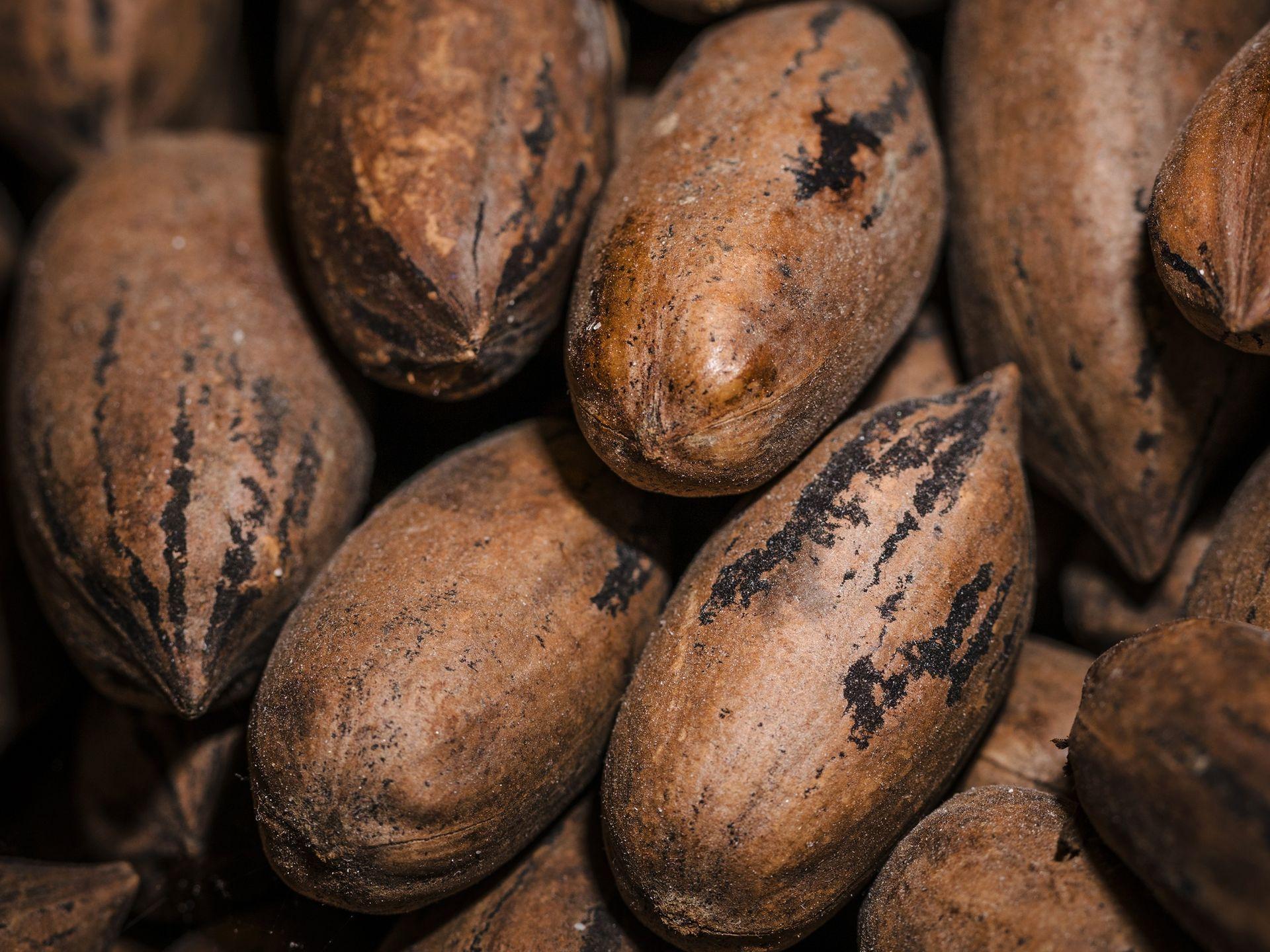 Cocoa Beans